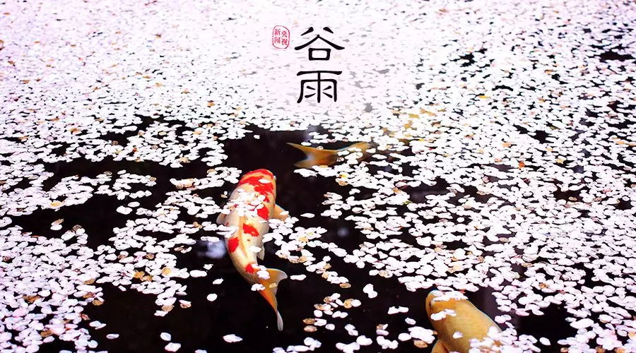 谷雨 | 春欲遠(yuǎn)，夏未至，人間最美四月天